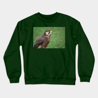 Kestrel Crewneck Sweatshirt